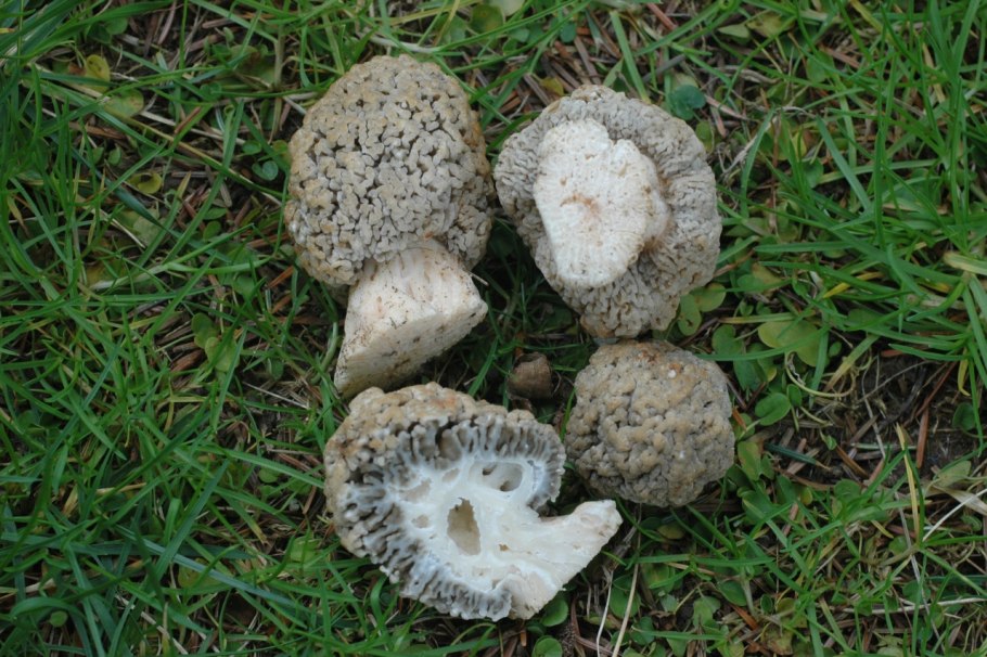 Сморчок Степной