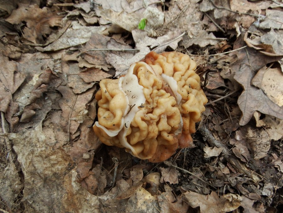 Степной сморчок Ставропольский край