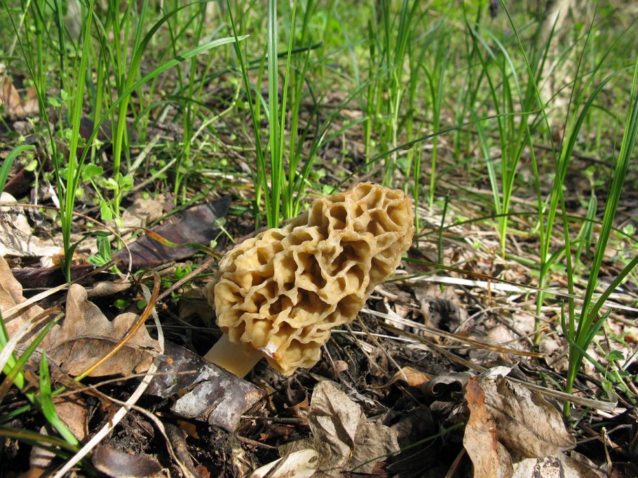 Грибы в оврагах