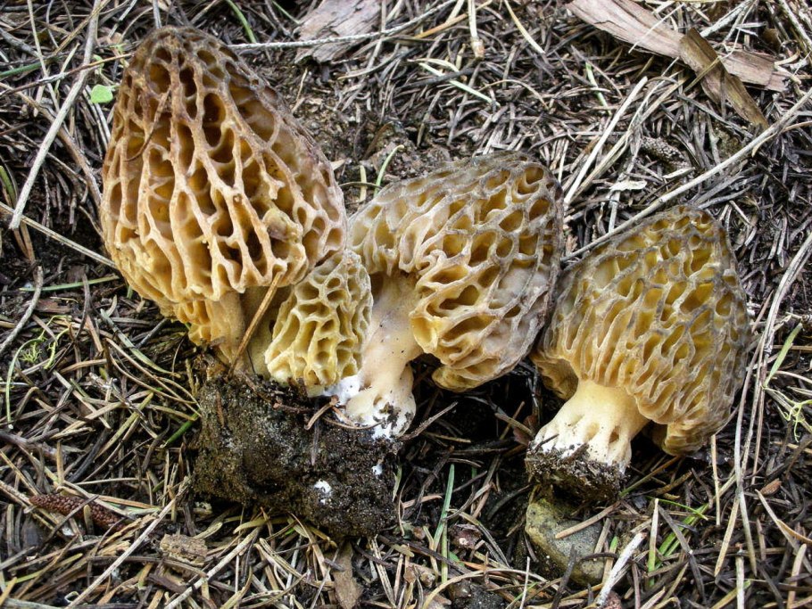 Сморчок обыкновенный