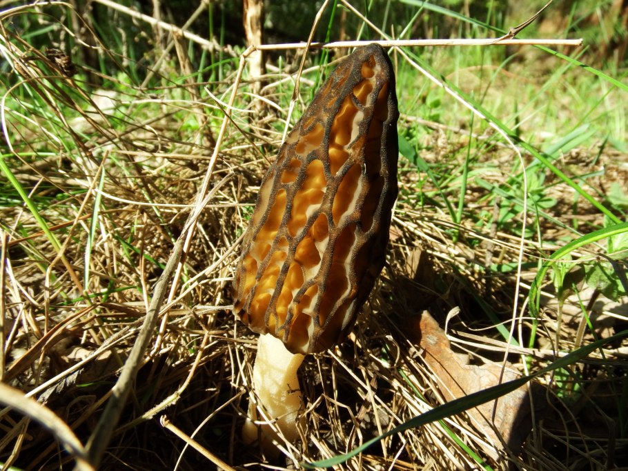 Сморчки грибы съедобные