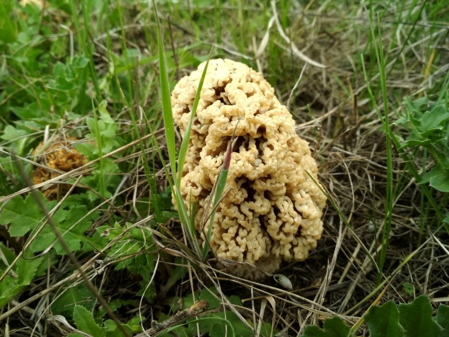 Степной сморчок Morchella steppicola