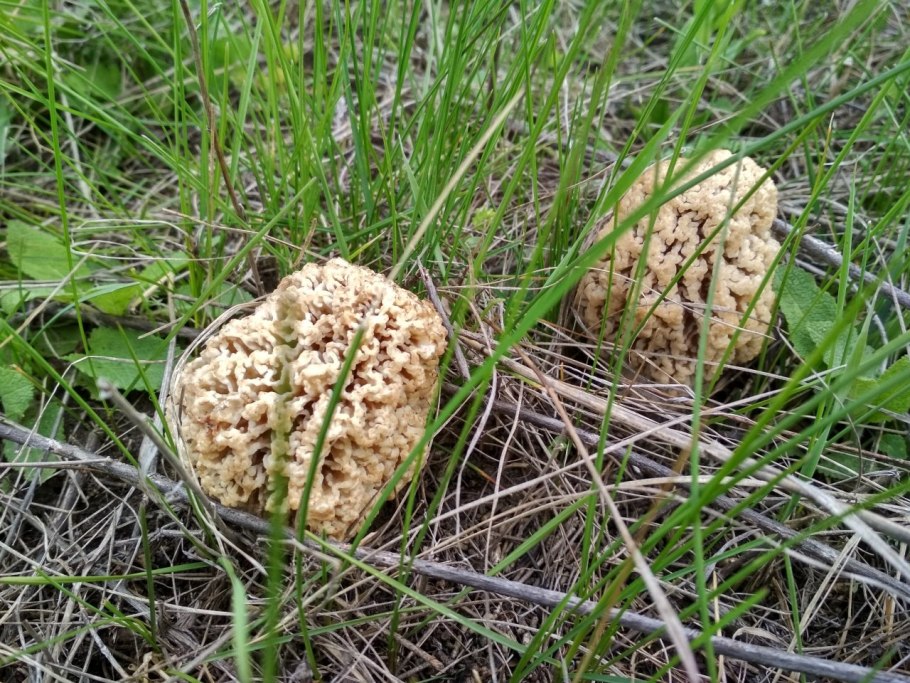 Сморчки грибы