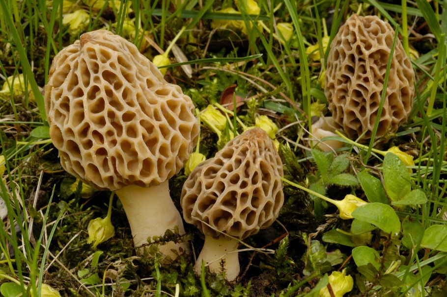 Сморчок обыкновенный