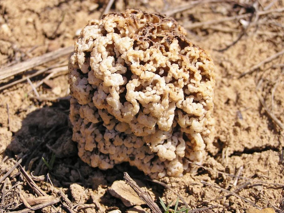 Сморчок Степной