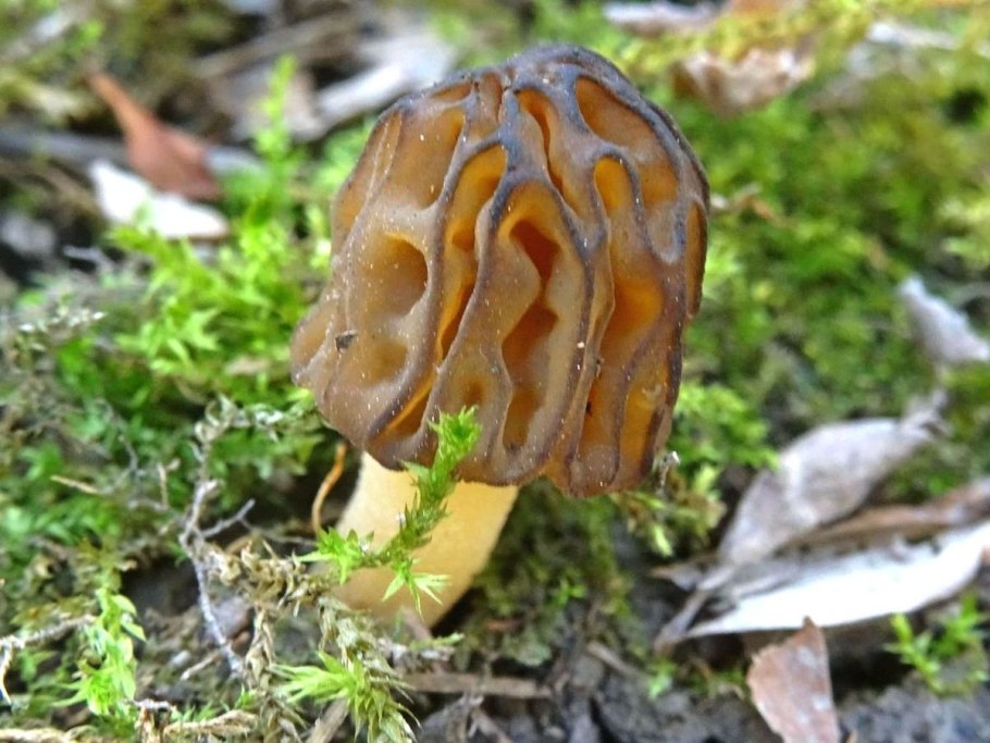 Сморчок съедобный