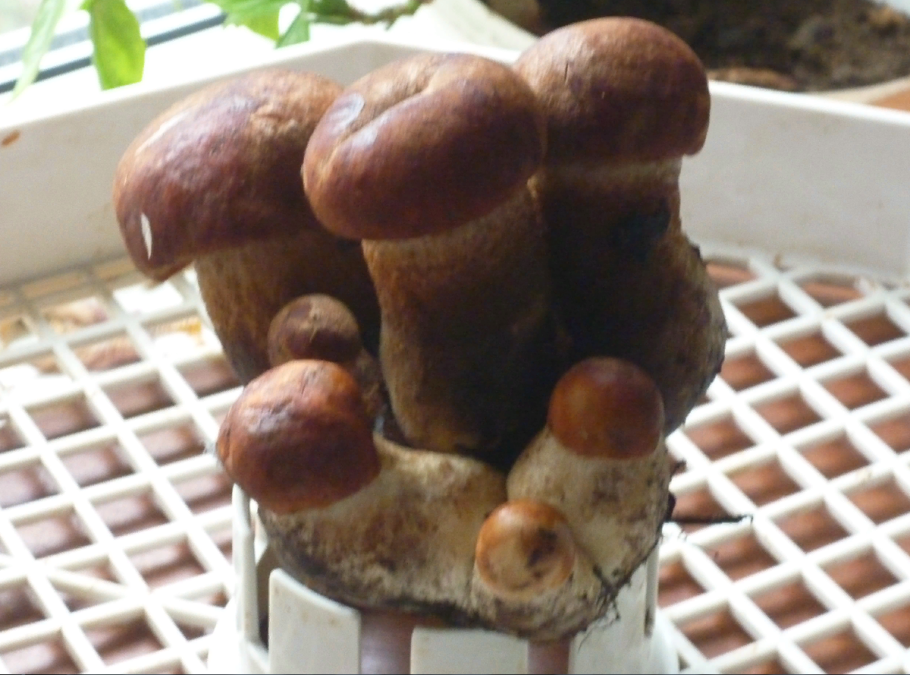 Сморчок полусвободный