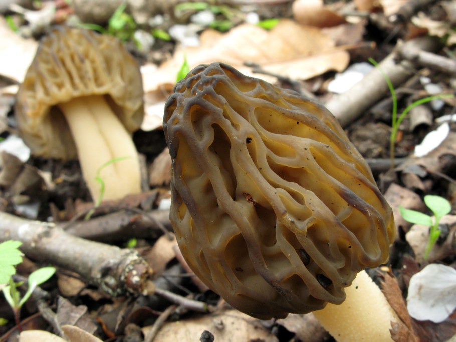 Гриб строчок и сморчок