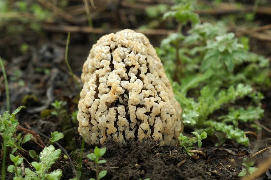 Сморчки грибы на Сахалине