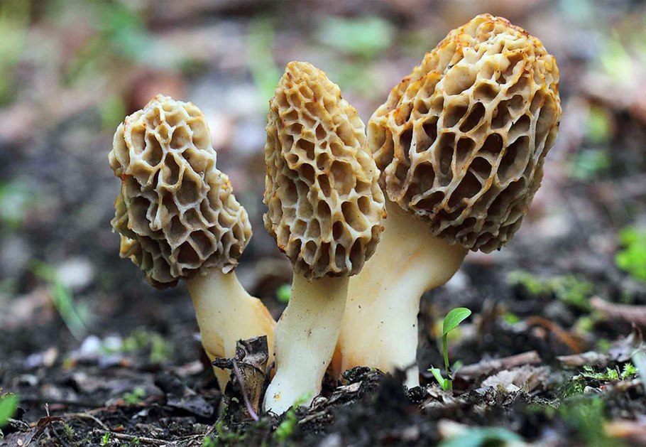 Сморчки грибы