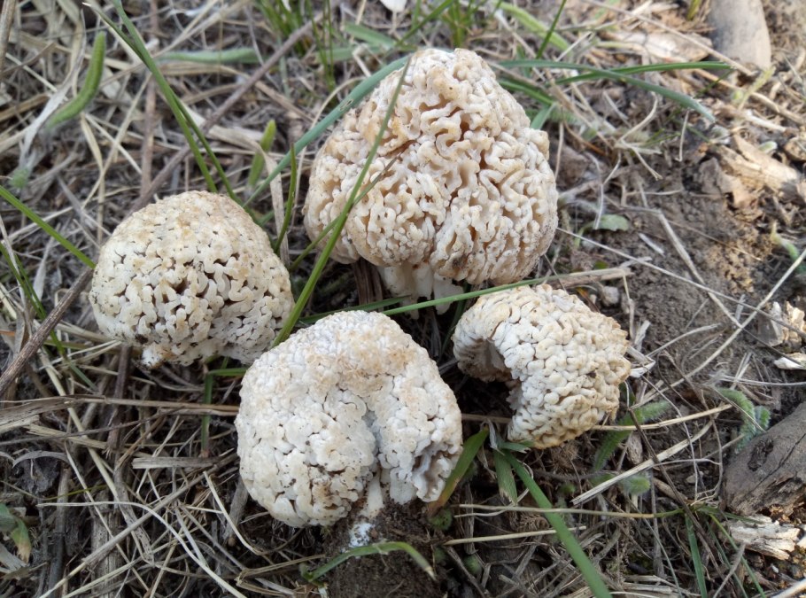 Сморчок обыкновенный