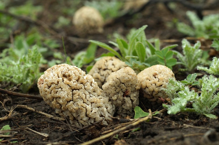 Гриб сморчок Степной