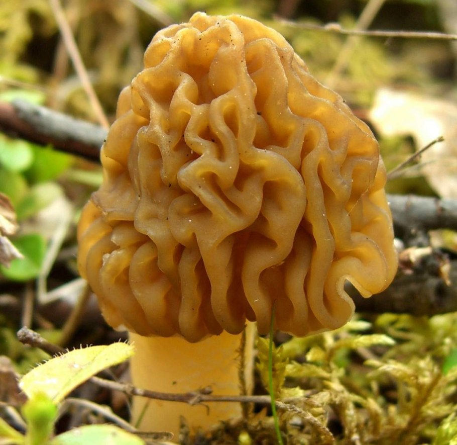 Verpa bohemica сморчковая шапочка