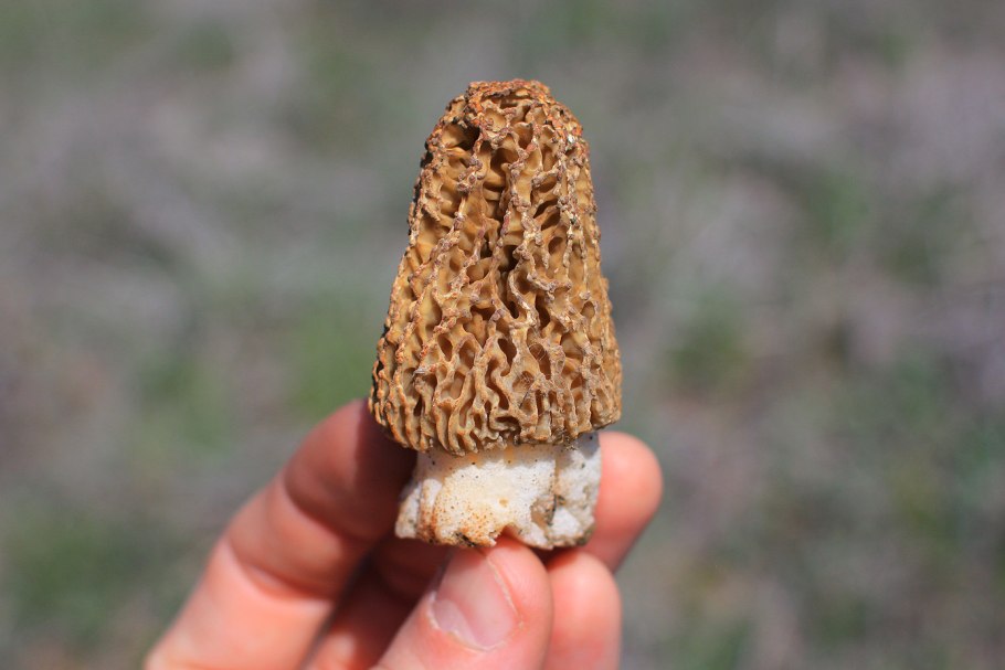 Сморчок митрофора