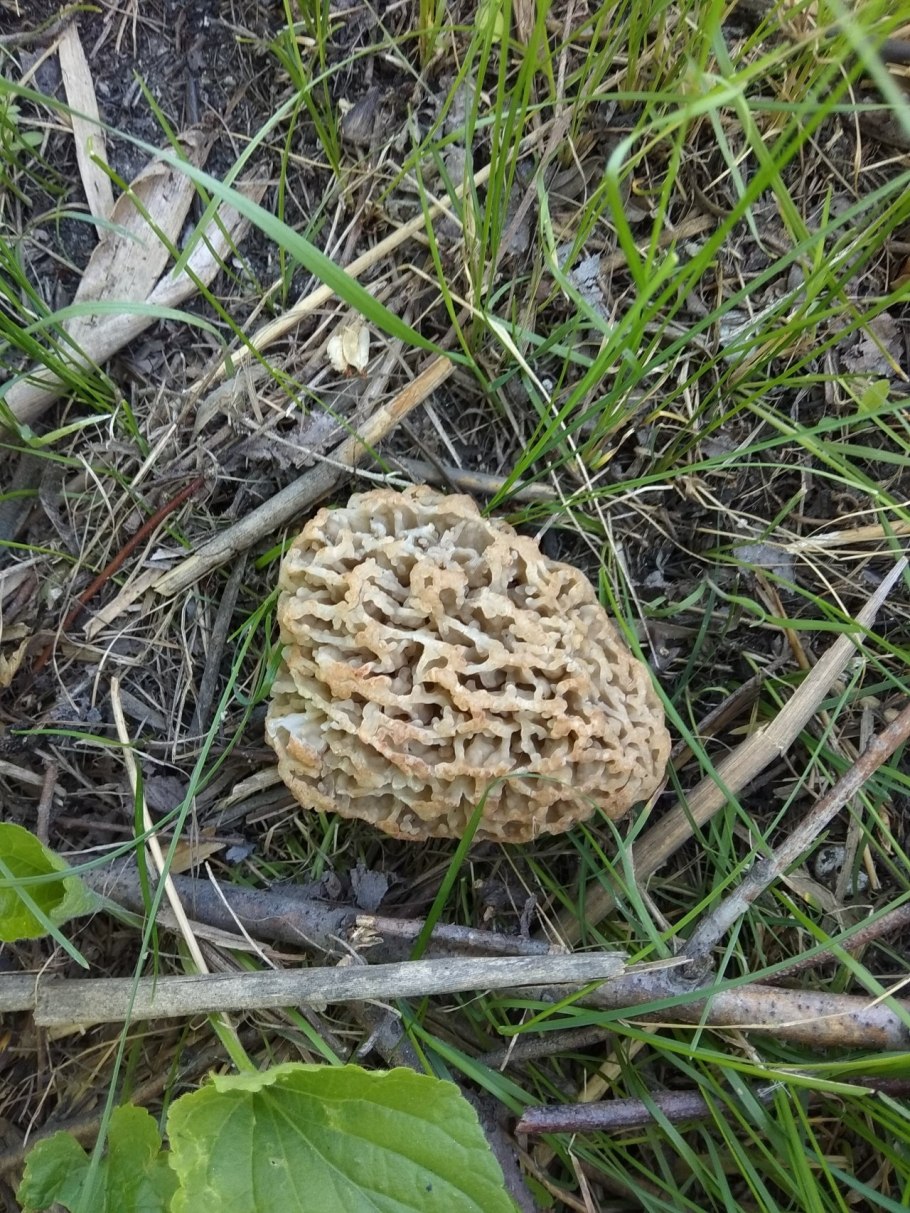 Строчок обыкновенный ядовитый гриб