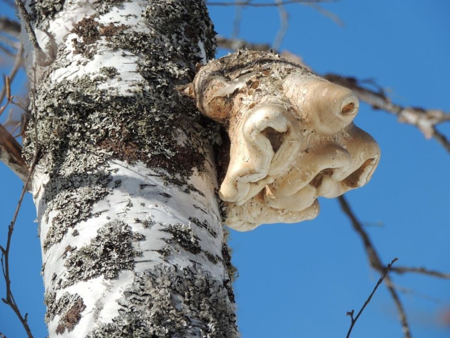 Трутовик берёзовый (Fomitopsis betulina)