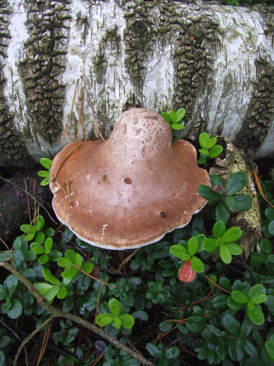 Piptoporus betulinus