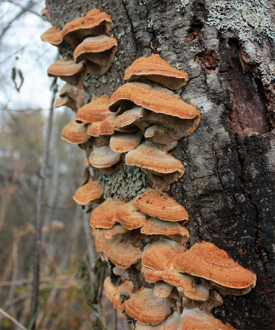 Трутовик Лучистый (Xanthoporia Radiata)