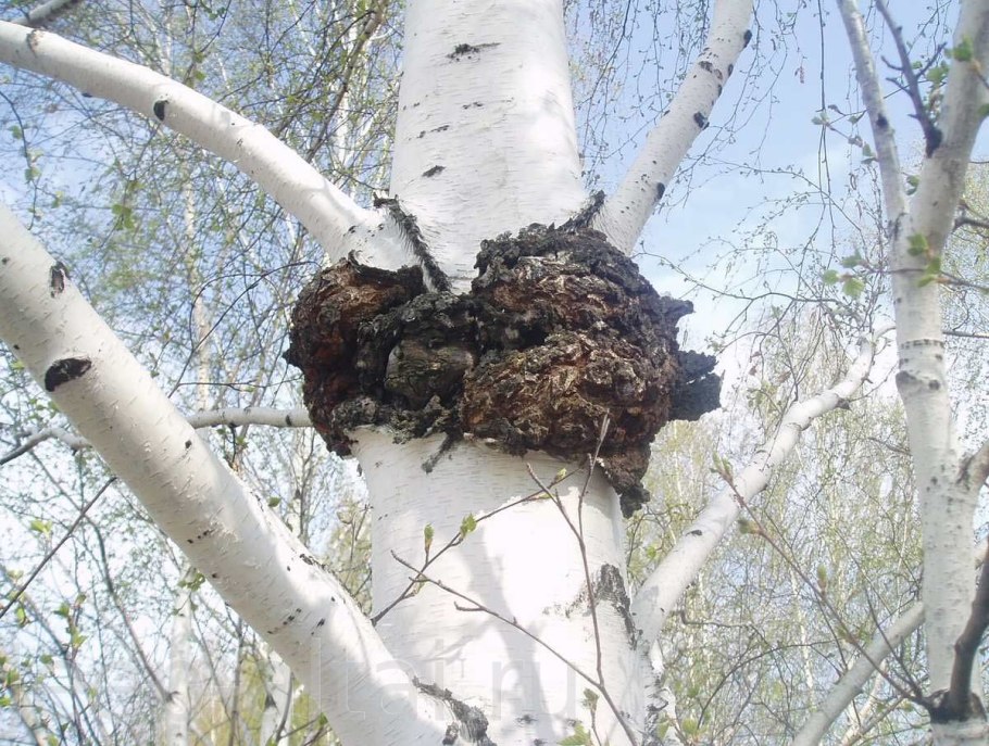 Чага (березовый гриб)