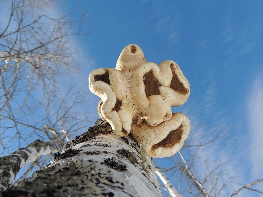 Редкие грибы на Березе