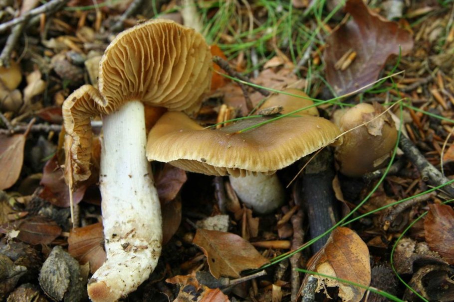 Паутинник красивейший Cortinarius rubellus