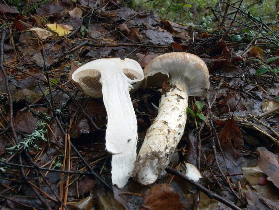 Паутинник слизевой Cortinarius mucifluus