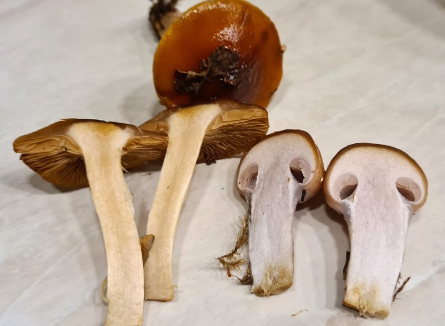 Паутинник слизистый Cortinarius mucosus