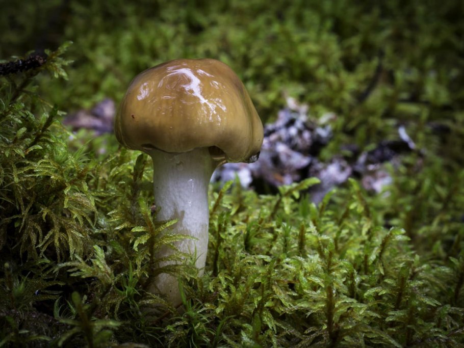 Паутинник слизевой Cortinarius mucifluus