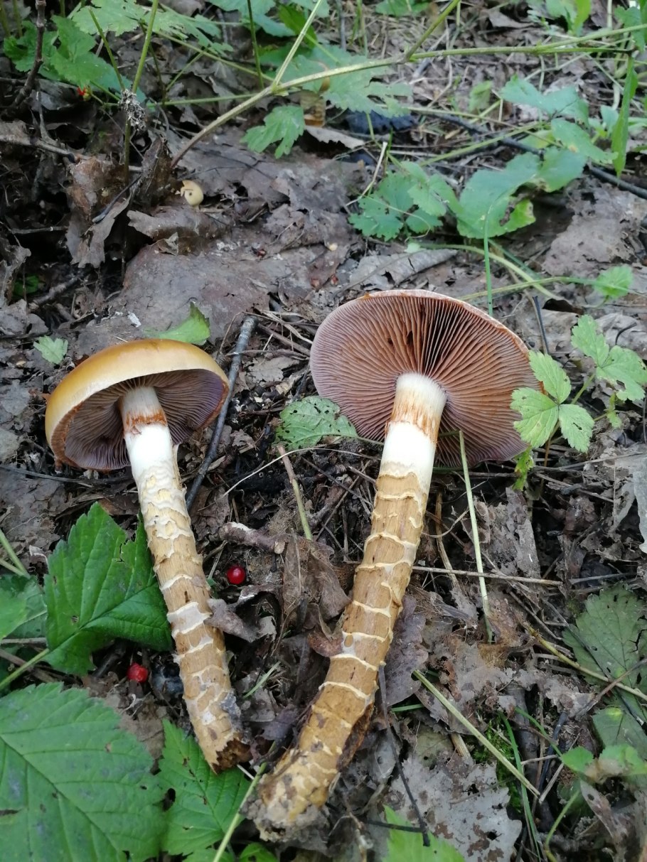 Паутинник чешуйчатый Cortinarius