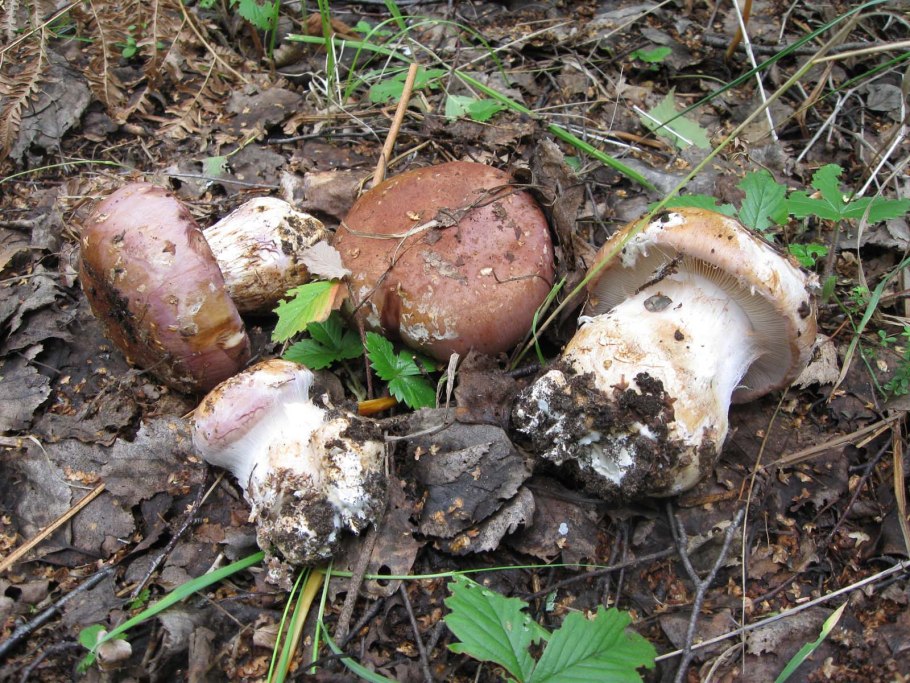 Паутинник голубовато-опоясанный Cortinarius balteatocumatilis
