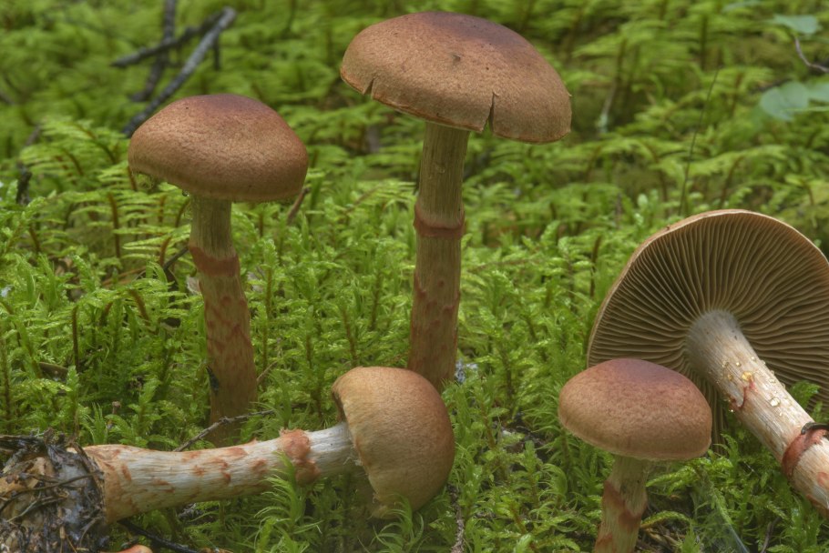 Cortinarius cumatilis