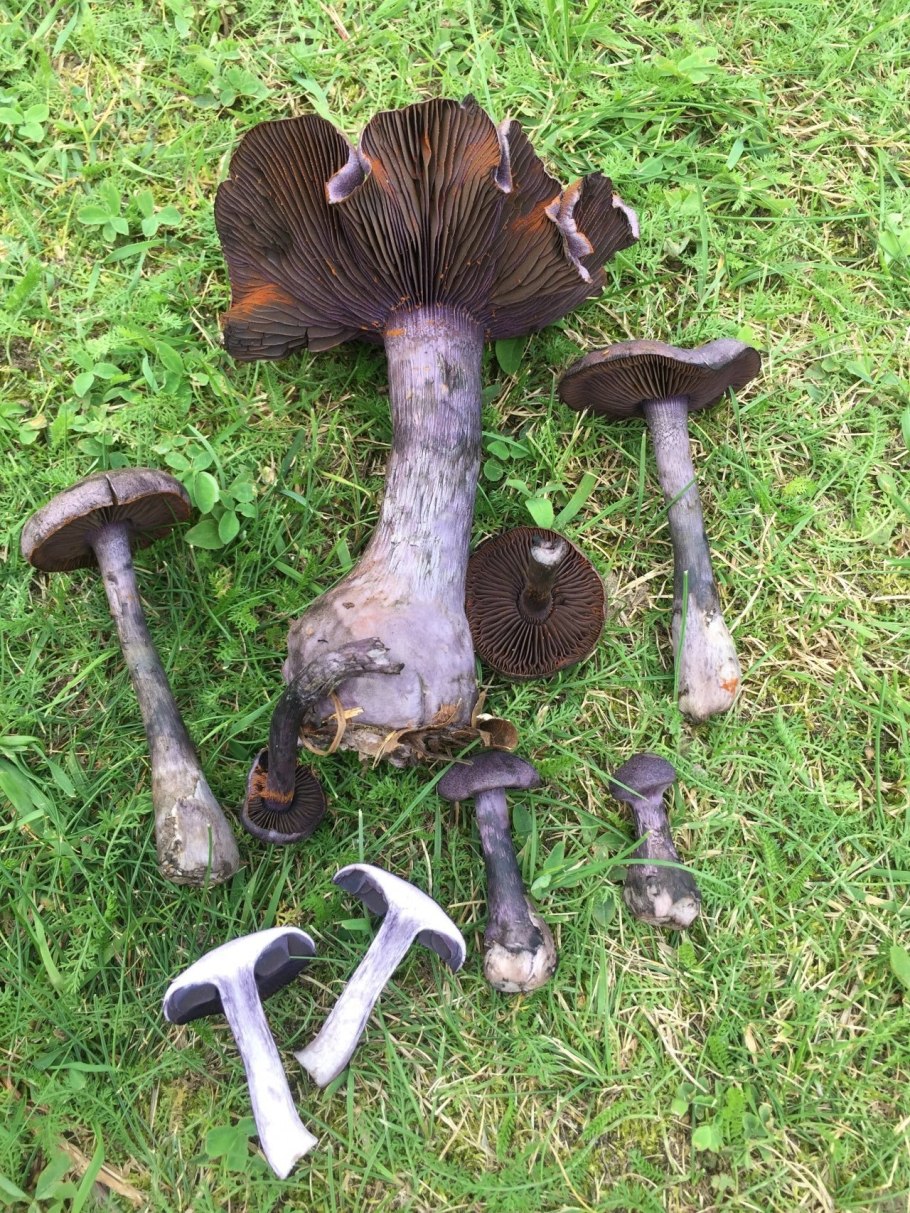 Паутинник плюшевый