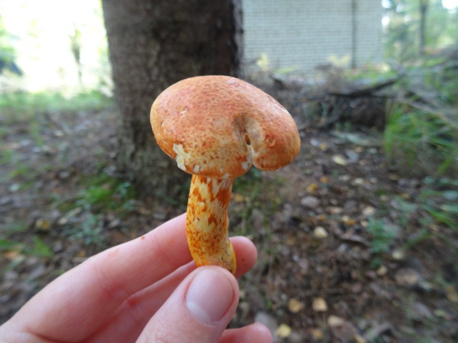 Паутинник слизевой Cortinarius mucifluus