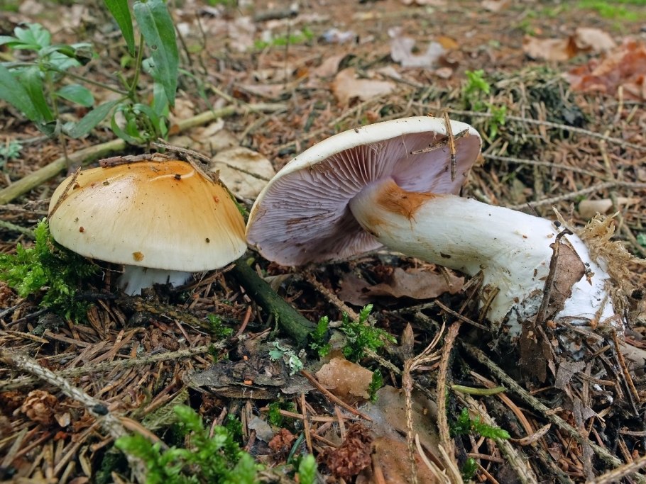 Cortinarius varius