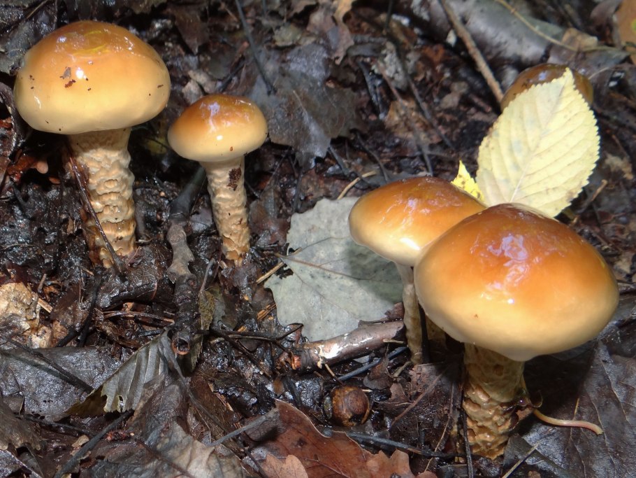 Атлас грибов паутинник