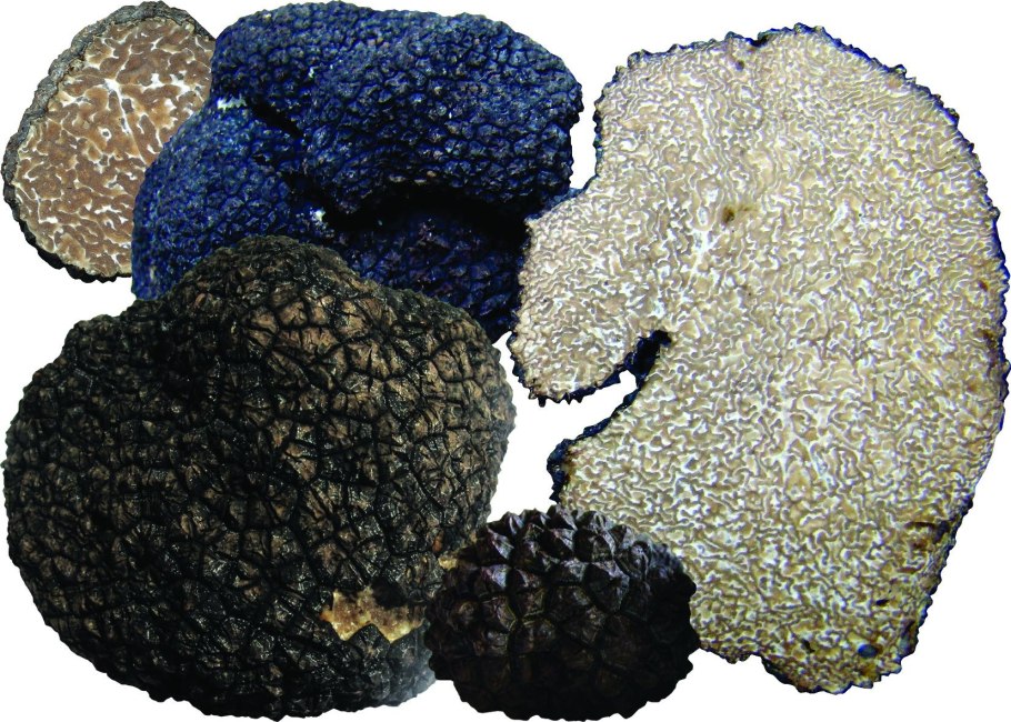 Трюфель зимний