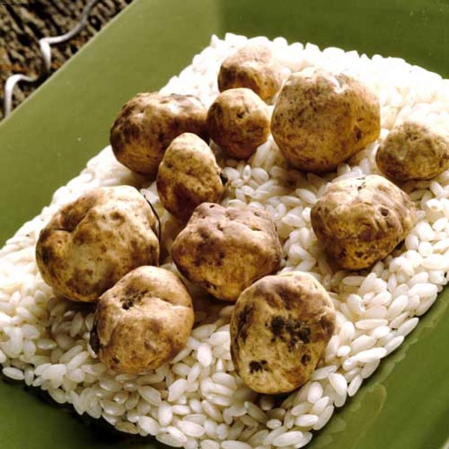 Трюфель гриб