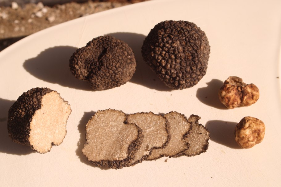 Перигорский трюфель