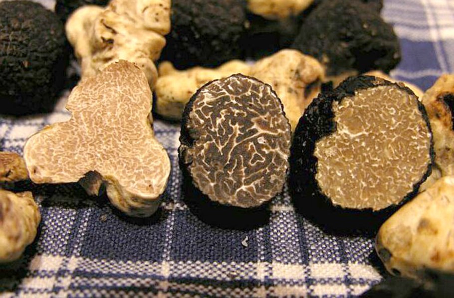 Земляной гриб трюфель