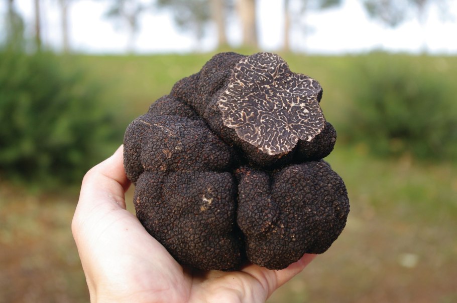 Трюфель чёрный летний (Tuber aestivum).