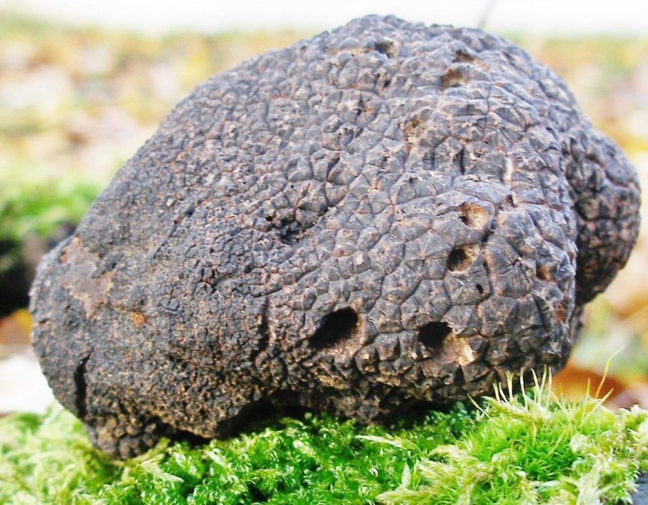 Белый и черный трюфель гриб