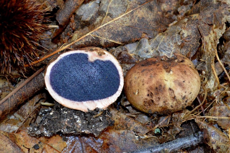 Трюфель Крымский ризопогон