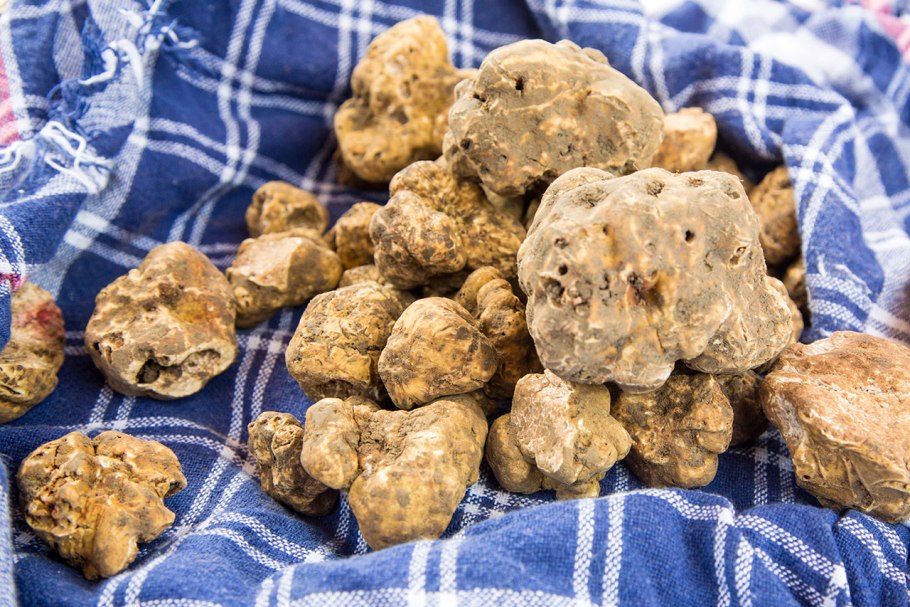 Трюфель гриб