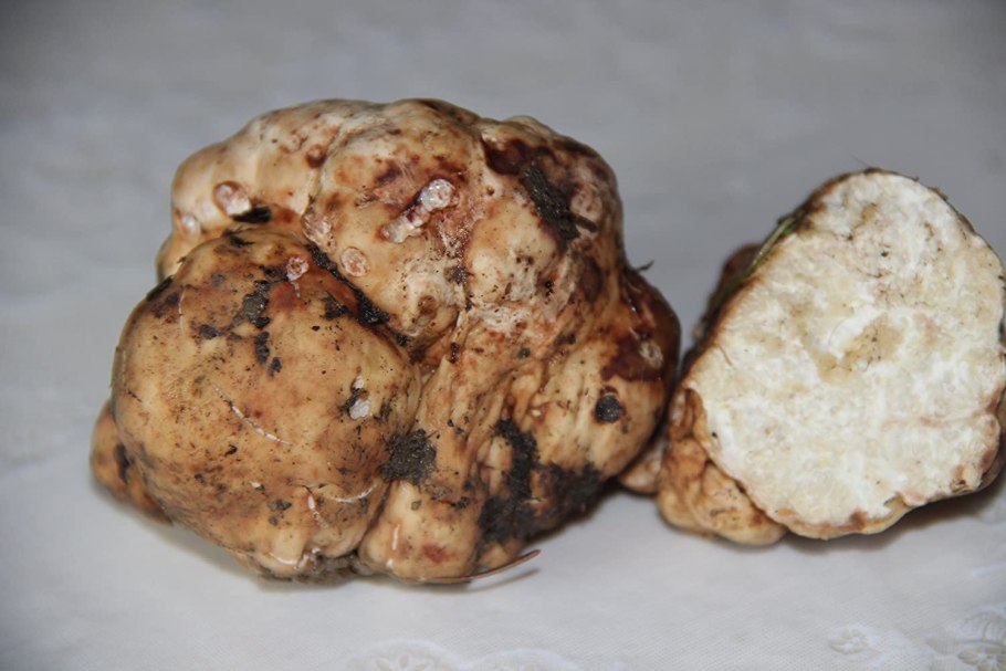 Ложный трюфель