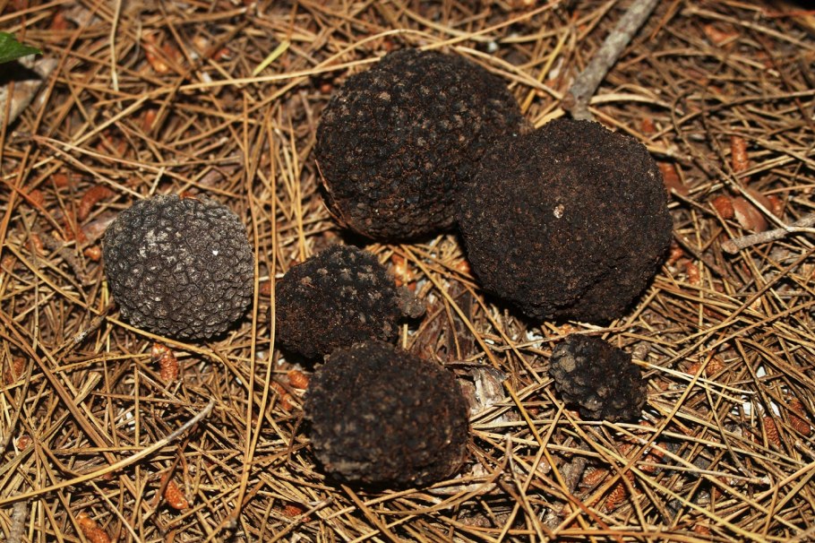 Олений трюфель (Elaphomyces granulatus)