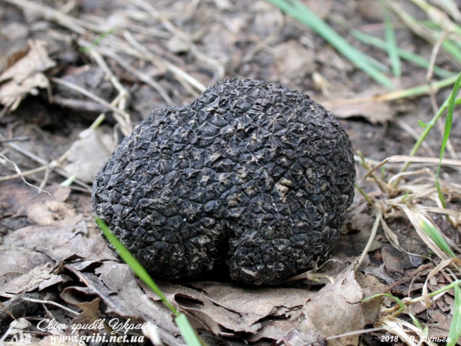 Мускусный трюфель