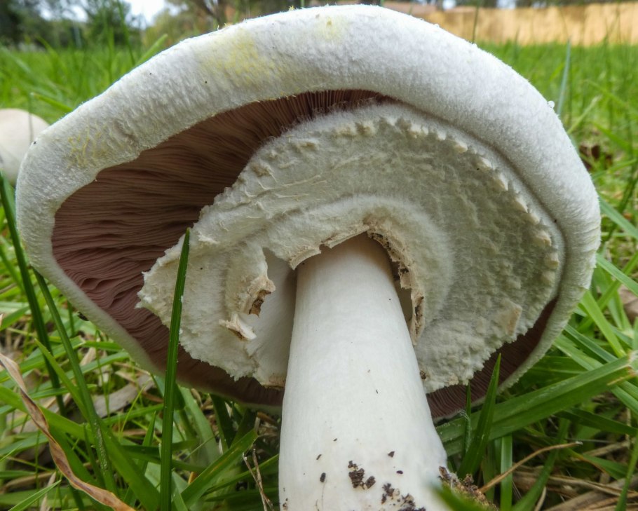 Грибы Agaricus xanthodermus