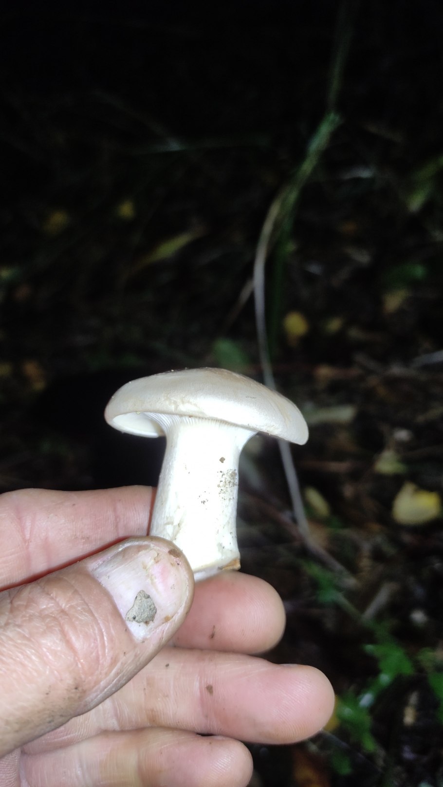 Рядовка Голубиная (лат. Tricholoma columbetta)