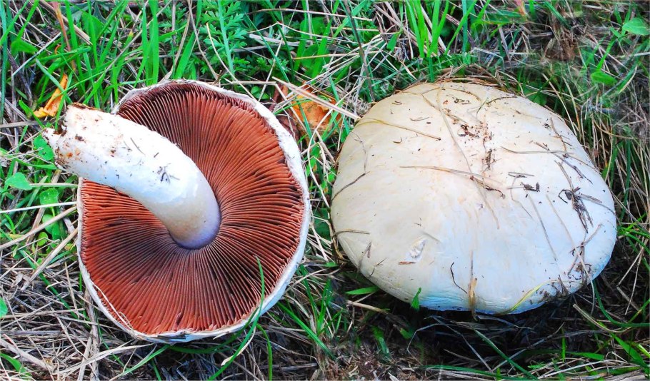 Шампиньоны Лесные ложные