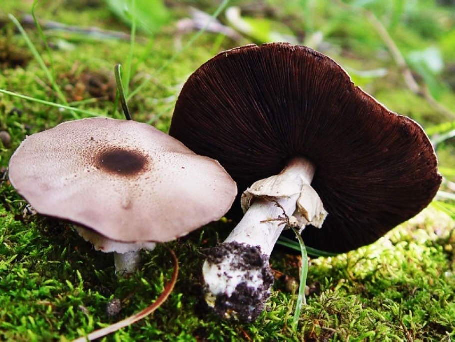 Лесные шампиньоны плоскошляпковыи